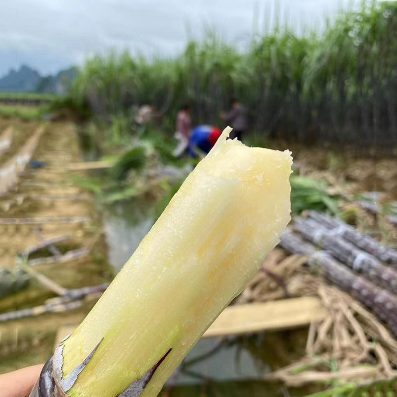 Guangxi sugarcane fresh Base Straight hair Crisp Black Sugarcane 5 On behalf of