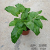 Base direct batch of beacon series Jade butterfly Bikachu potted indoor desktop observation leaf green plants purify air