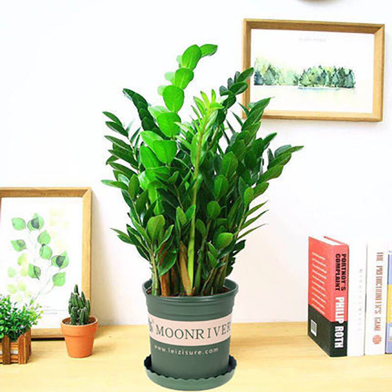 Money Tree Potted Plant Indoor Money String to Attract Wealth Living Room Office Green Plants Florals Evergreen Fortune Tree All Year Round