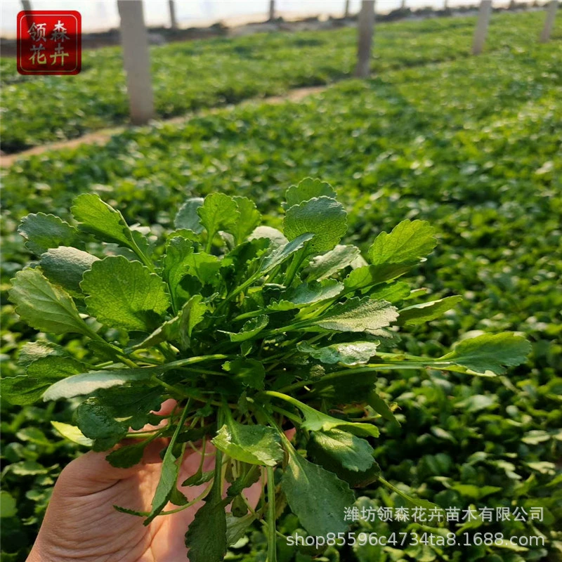 Дахимедзи многолетняя травянистая цветочная культура Цинчжоу, рассада в горшках, парковое и садовое озеленение