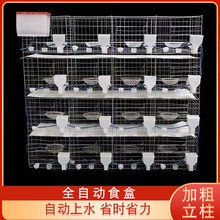 大號加粗用品用具12位16位籠信鴿配對籠肉鴿繁殖籠子