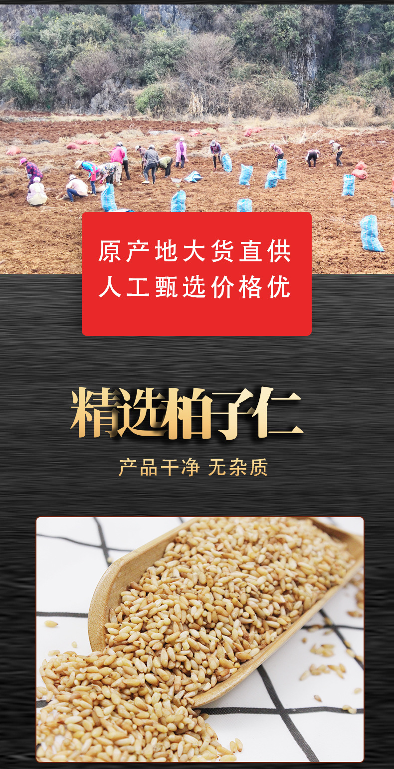 Bai Zi Ren (Platycladus orientalis Seed) — Shelled Arborvitae Seeds, 500g New Crop specifications