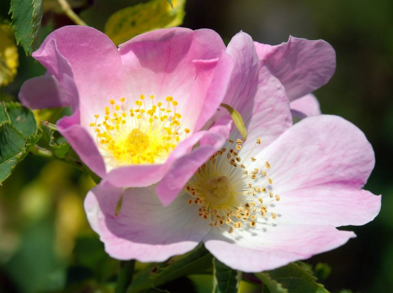 ���ͻ�����Ұ��ȮǾޱ��SEBOCYTINE