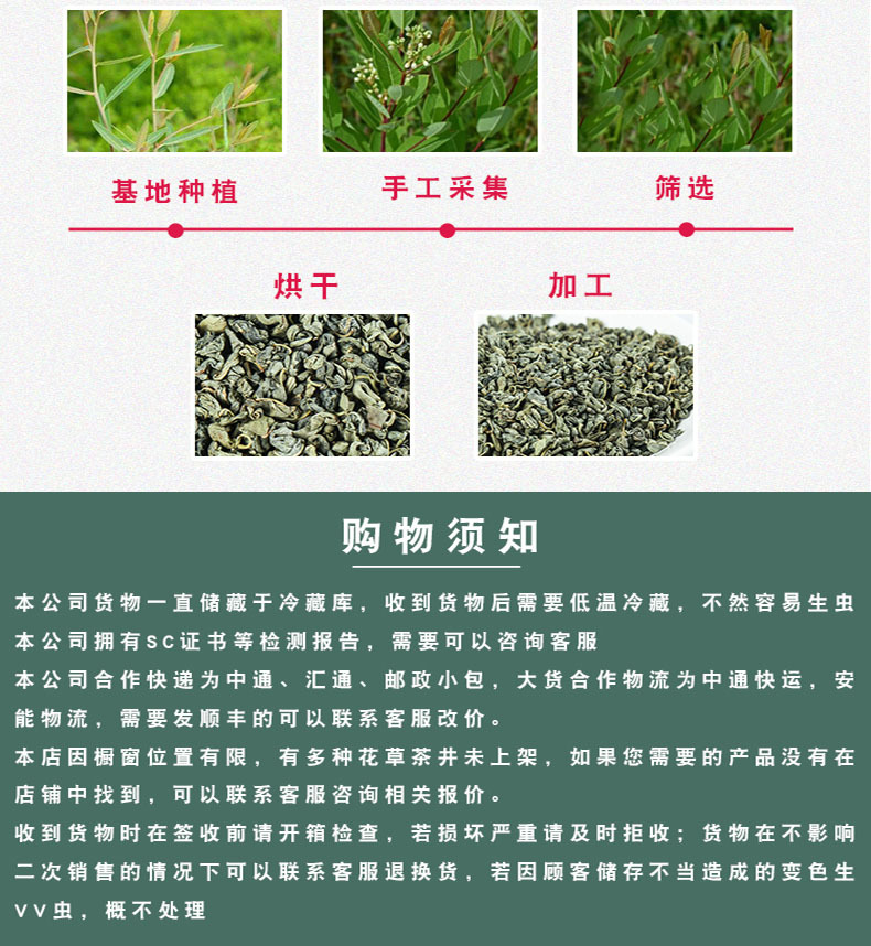 Luo Bu Ma Tea Apocynum Leaf Tea 500g Loose Dried Luobuma Herbal Tea from Xinjiang in use