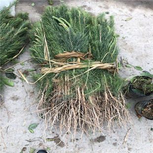 ɭ�ֱ��o���� ɼ����ռ���������������ò軨���_�h��