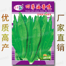 四季油香麦种籽 3000粒 油香麦菜 香油唛菜 四季油麦菜 香油麦菜