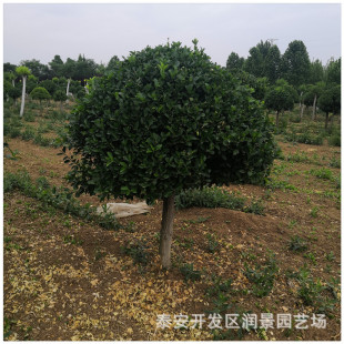�����ߗU�lì��r�� ���͸ߗU �������� �ߗU���������