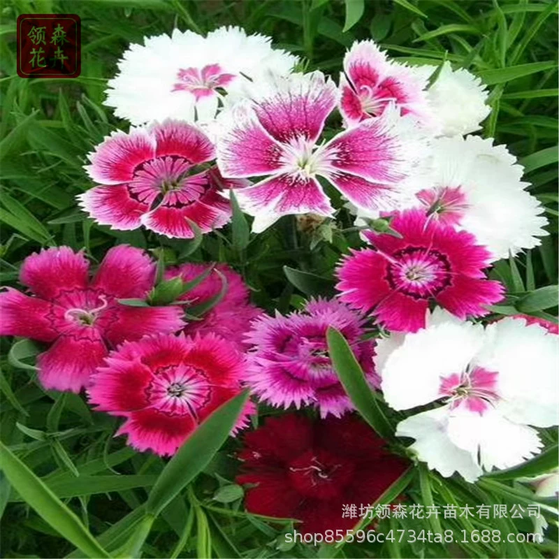 Мяо и многолетние саженцы на основе каменного бамбука