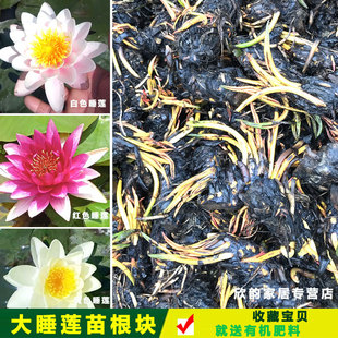 ��˯ɏ���Kˮ��ֲ���ļ���ɏ�ɻ��玧����ˮ�B��������ֲ���҃Ȼ�