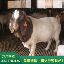 波爾山羊繁殖出售   市面上純種的波爾山羊價格如何  商品羊價格