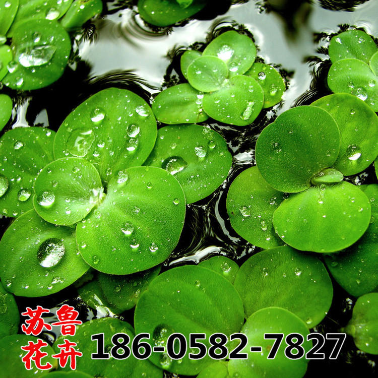 鱼缸浮萍水草活体水生植物浮性除no3净化水质微景观水族箱满包邮 报价 阿里巴巴