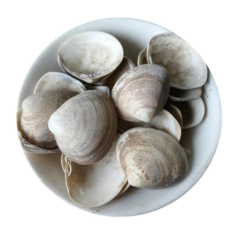Sea Clam Shell Hai Ge Ke Dried Herbal Ingredient 500g for Culinary and Traditional Use specifications