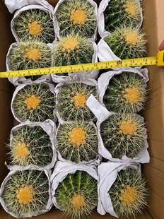 ���lС�����������҃�ֲ������՚⣨15���������䣩�����̨