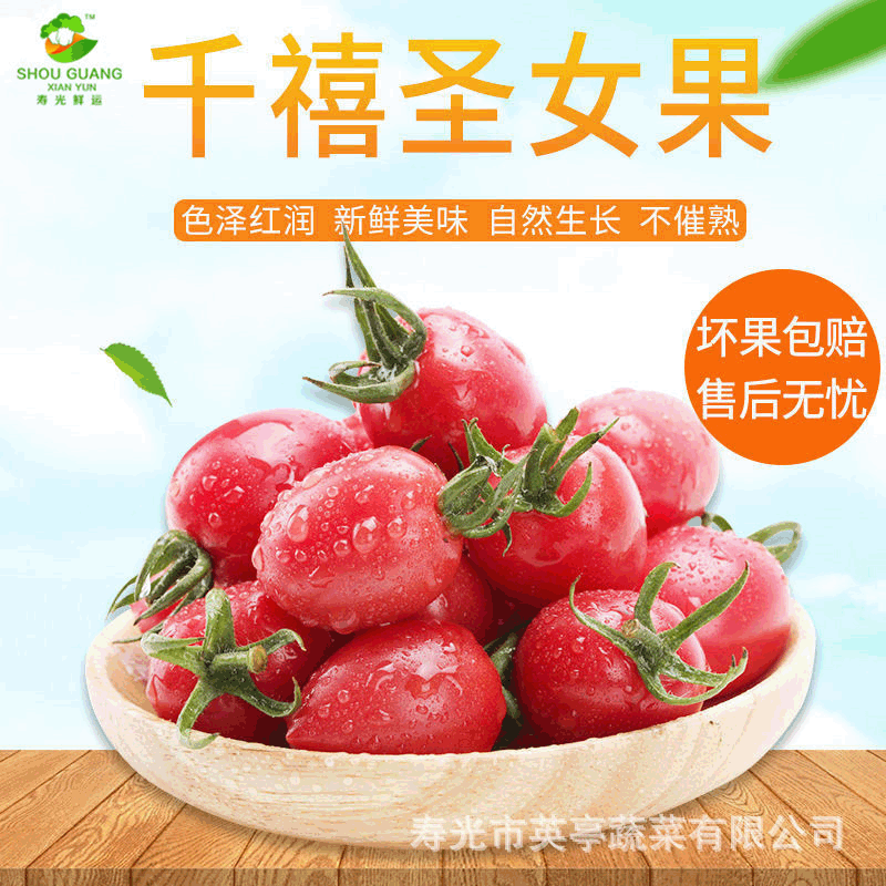 Shandong Saint Nu Guo Small tomatoes Fresh vegetables tomato natural Large favorably Now pick and sell