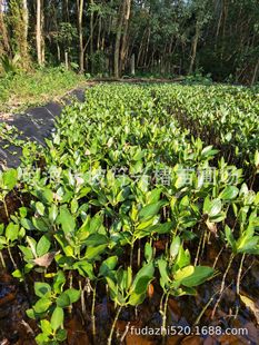 长期批量销售滩涂防风护林树种红海榄-阿里巴巴