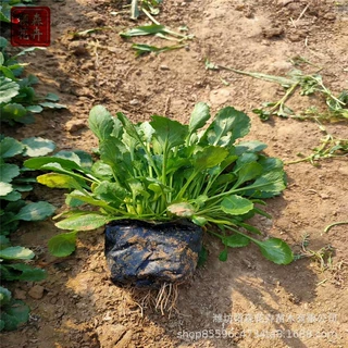 大滨菊 花海绿化 地被菊宿根地被草花 工程苗