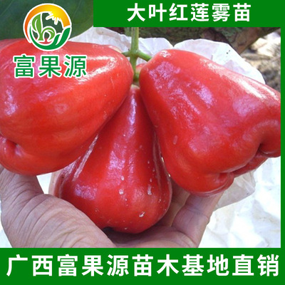 wholesale Taiwan Big leaf Red lotus grafting Wax apple Guomiao courtyard balcony Potted plant Fruit tree seedlings