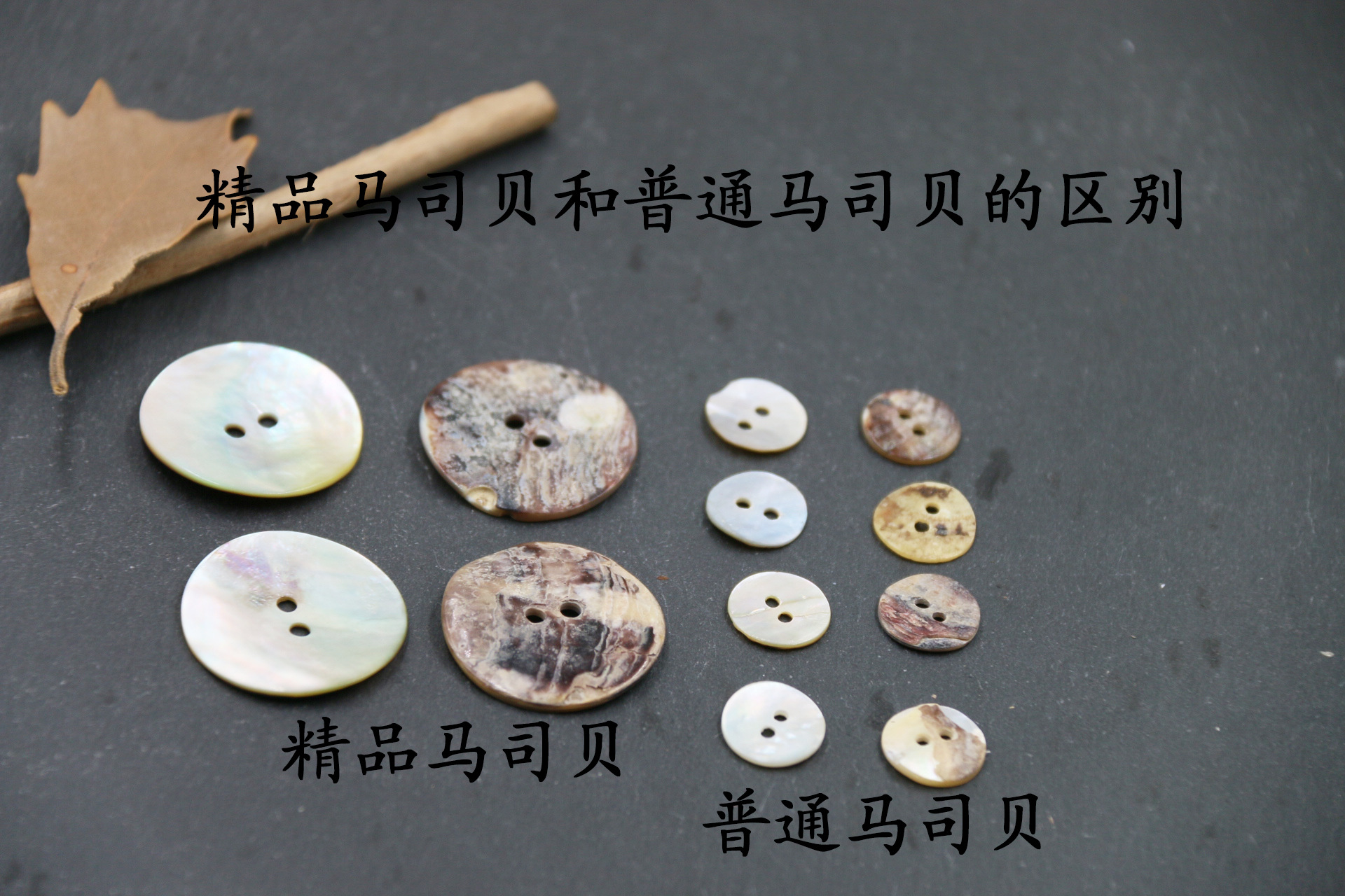 两眼马司贝 (5).JPG