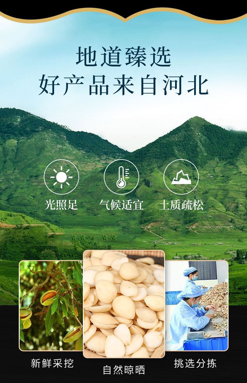 Xing Ren (Bitter Apricot Kernel, Prunus armeniaca) — Dried Peeled Kernels for TCM & Culinary Use overview