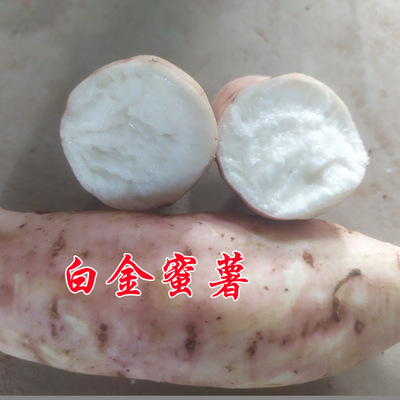 泗水地瓜新鲜红薯糖心白番薯沙地烤山芋软糯香甜适合蒸烤农家自种|ru