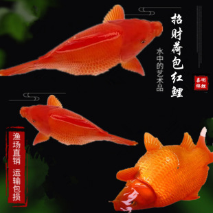 �ɰ����ɰ��t���ֺ���Ԫ������Դ�ɰ��t����ؔ�����d���t�����w�~