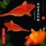 婺源兴国活体元宝鱼