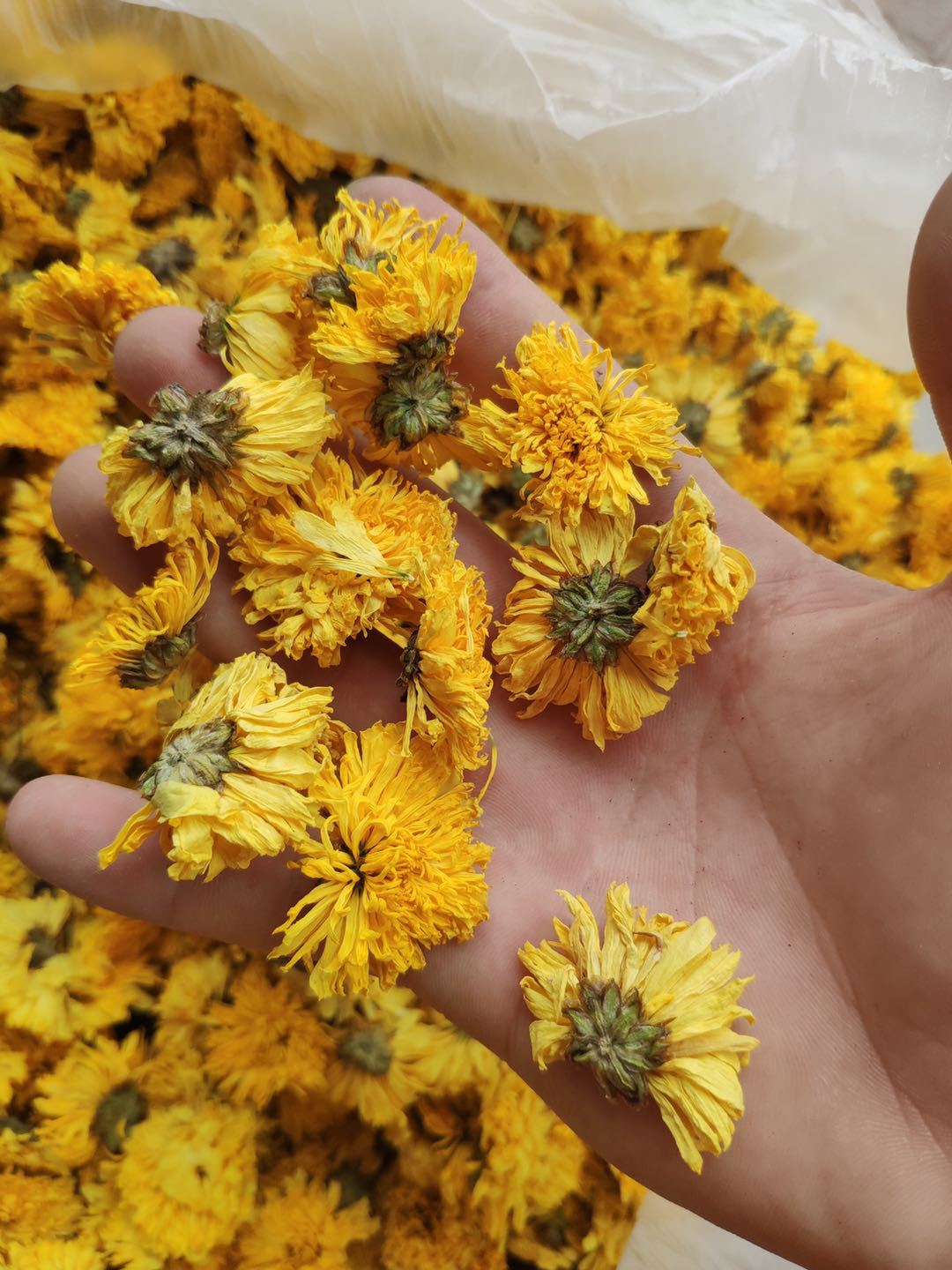 Yellow Chrysanthemum Tea Huang Ju Loose Dried Flowers 500g Bulk Herbal Tea from Huangshan quality and texture