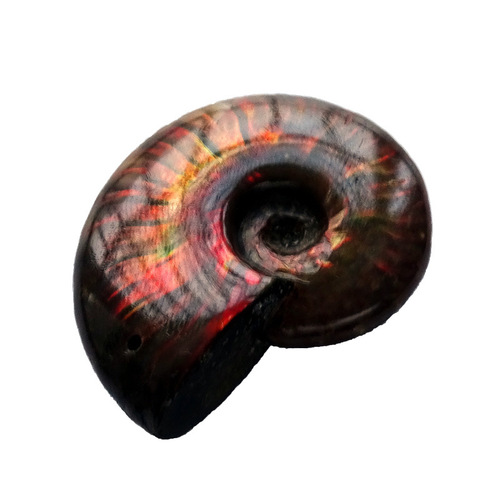 Natural colorful snails to play with, colorful snail fossils to play with, handle pieces, good luster, ammonite fossils