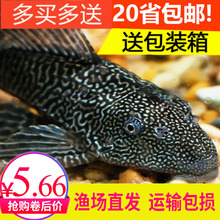 清鱼】_清鱼品牌/图片/价格_清鱼批发_阿里巴巴