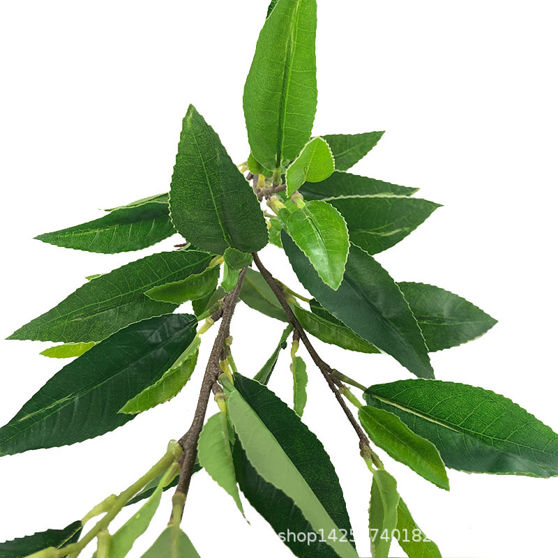 XRB-129 四叉枝福鼎大白茶叶1.jpg