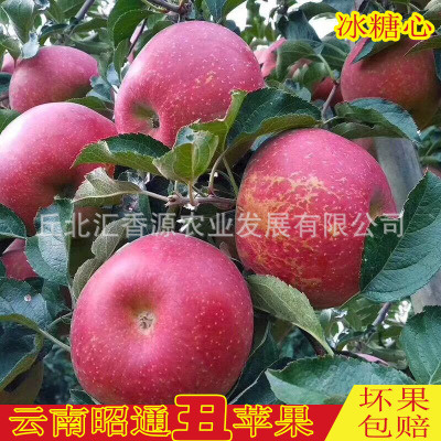 Yunnan Zhaotong Apple fruit fresh Red Fuji Rock sugar Apple Now pick Now send Apple