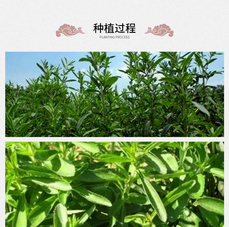 Stevia Leaf Tea Tian Ye Ju Loose Herbal Tea 500g Sugar Free Sweetening Herb preparation