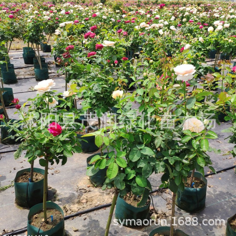 2厘米粗左右多色月季02