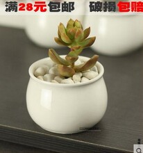 白陶瓷 多肉盆圆肚花缸白色多肉陶瓷小花盆 有孔 透水透气P208