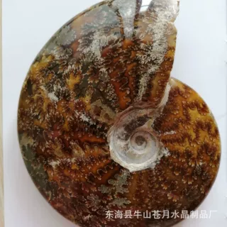 天然海螺化石菊花螺玉化菊石螺 矿物标本家居摆件 批发（公斤价）