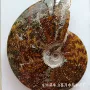 公斤矿物天然家居菊石