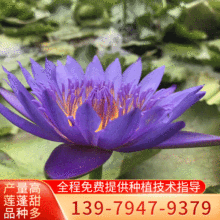 九品香水莲 九品香水莲品牌 图片 价格 九品香水莲批发 阿里巴巴