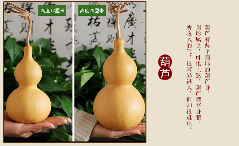 普通葫芦_08.jpg