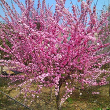 嫁接梅花树苗红梅树苗乌梅树梅花盆景绿梅花盆栽梅花树苗庭院种植