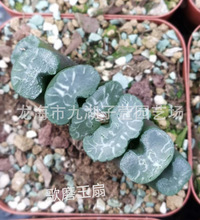 趣味园艺绿植种植栽培观赏性绿色植物十二卷属歌摩玉扇万象玉露