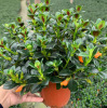 [Base direct supply] Viewing flowers plant potted flowers and flowers, green plant flowers balcony, 120 goldfish flowers