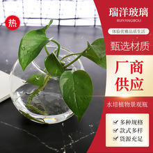 苔蘚微景觀生態瓶吊瓶 植物水培透明玻璃吊球 創意玻璃花瓶