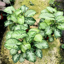 ������ֱ�����^�~ֲ�� �҃Ȼ���ֲ��С����  90#�G���`�Ϲ���