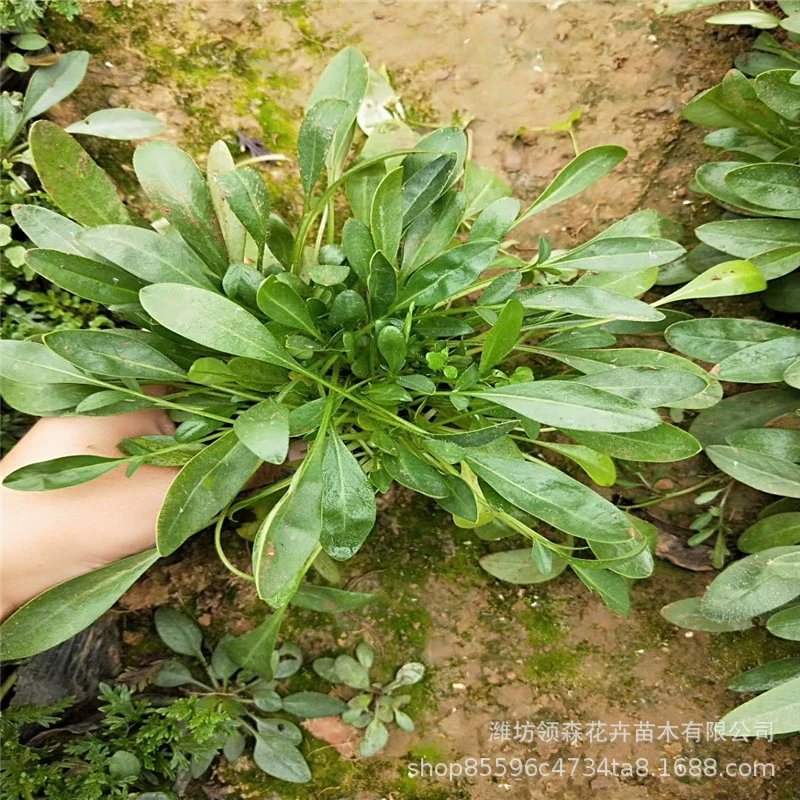 Коропсис многолетний, коропсис крупноквашечный, многолетние цветы, садовые цветы, морские ландшафтные растения для зеленения