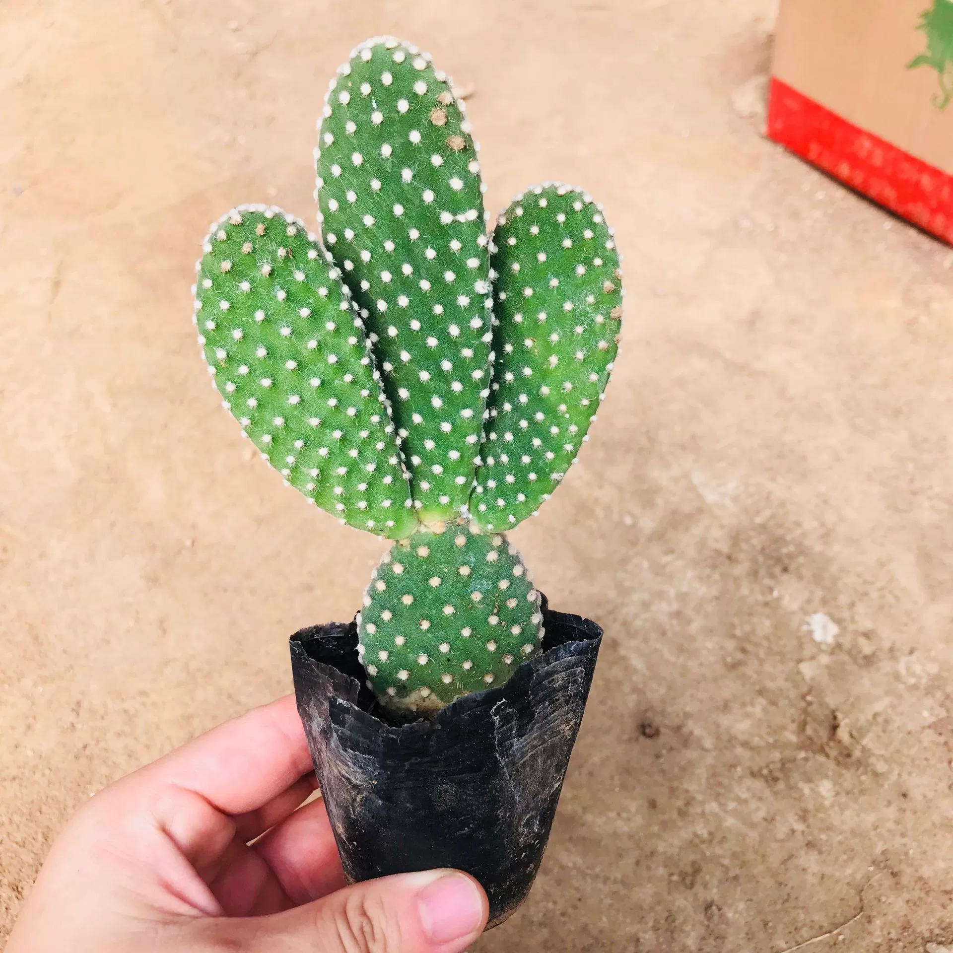 Сочные растения оптом Сочетание суккулентов Кактус Белоснежная ладонь Крытый стол Поглощающее формальдегид растение Кактус