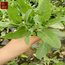 蓝花鼠尾草 草花地被鼠尾草 花海绿化栽植设计 园林绿化工程