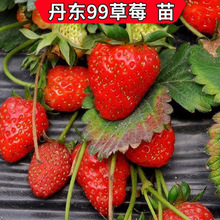 丹东奶油草莓苗章姬草莓红颜草莓苗大棚种植草莓苗甜宝圣女果
