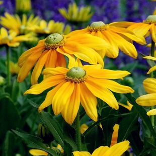 ���ջ��N�ӻ��ܷN�Ӷ������ݱ��ﲥ�ջ��ݷN�ӻ����^��ֲ��