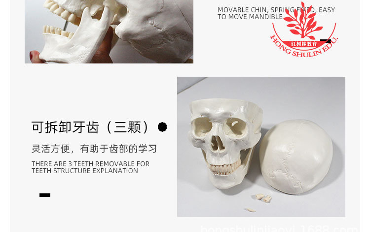 7 正常头骨纯白.jpg