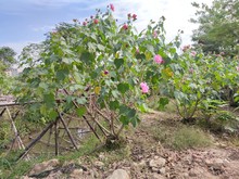 2011基地供应 丛生 重瓣 木芙蓉花 粉红色 1.5-3米高 观花灌木